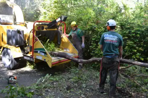 tree services Fort Pierce